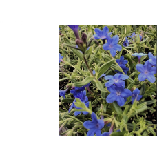 Blue Flowering Lithodora diffusa Grace Ward 1 Plants Groundcover